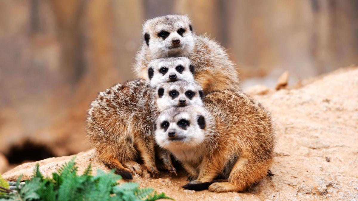 Very cute photo of meerkats