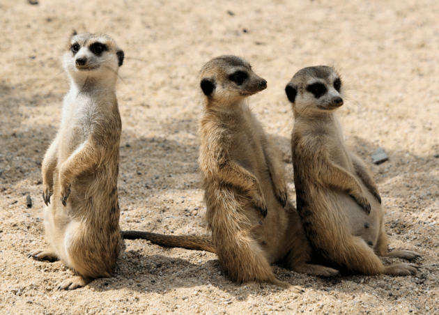 Very cute photo of sitting meerkats